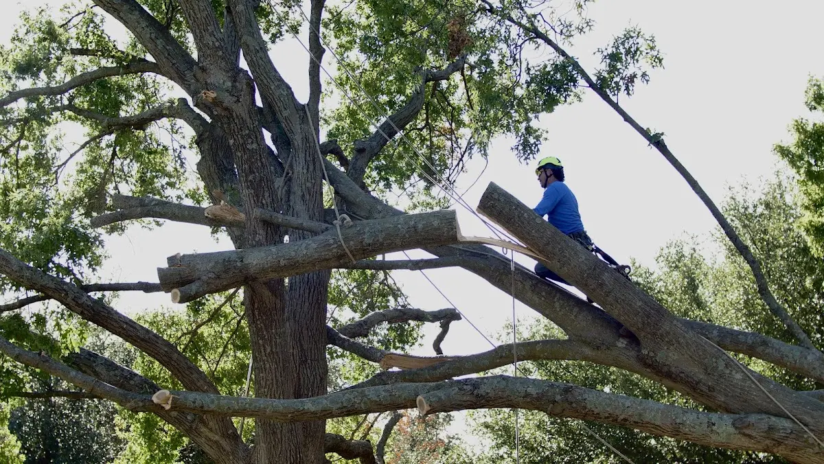 Professional Crown Thinning performed by certified arborists in Parksville