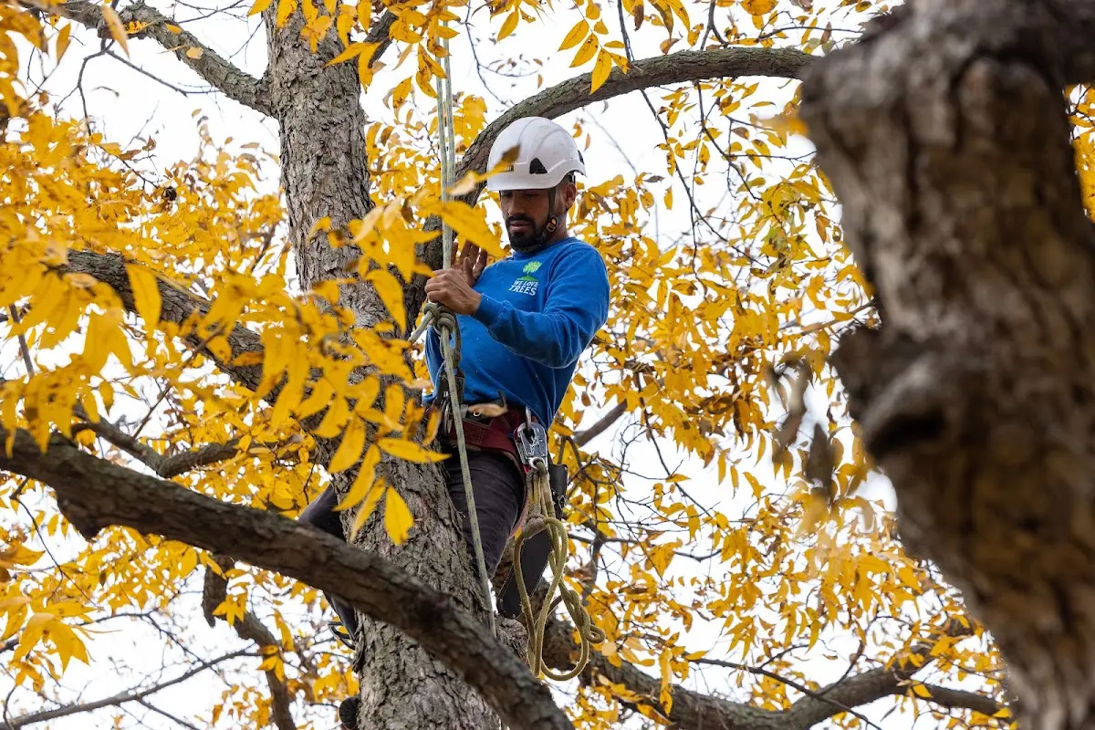 Skilled Tree Pruning crew working in Parksville