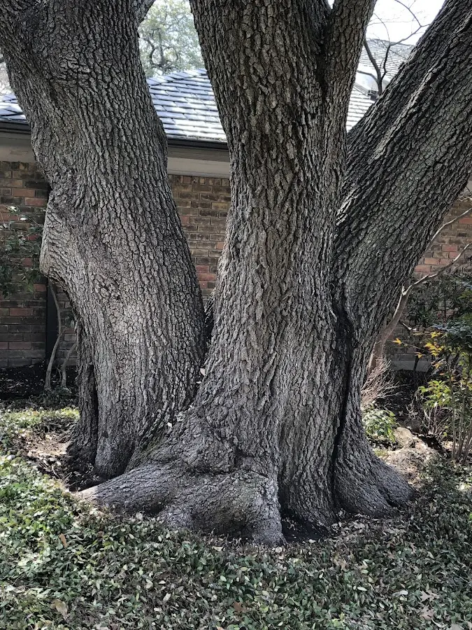 Mature heritage tree close to a Parksville property cared for by certified arborists